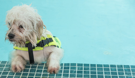 Cute white mini poodle swimmingの写真素材