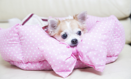 cute dogsの写真素材
