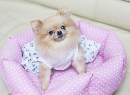 cute dogsの写真素材