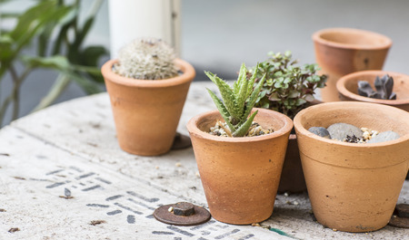 cactus decorの写真素材