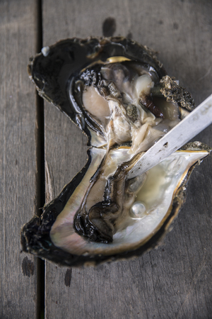 Oyster with pearlの写真素材