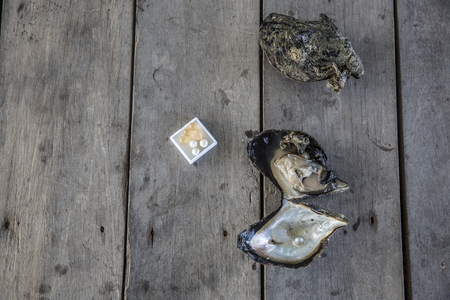 Oyster with pearlの写真素材
