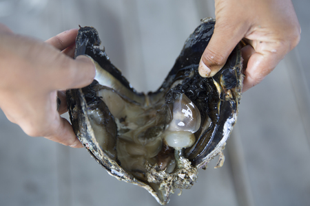 Oyster with pearl