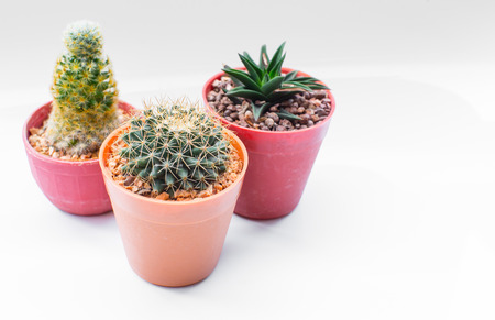 Cactusの写真素材