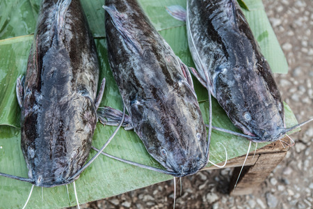 catfishの写真素材