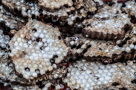 Honey Beeの写真素材