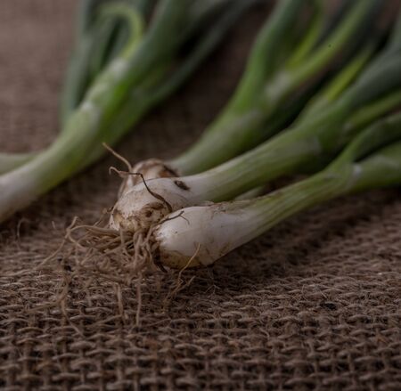 Green onionの写真素材