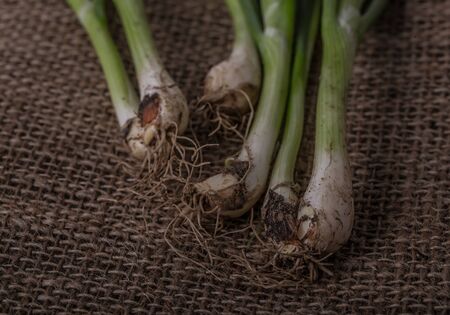 Green onionの写真素材