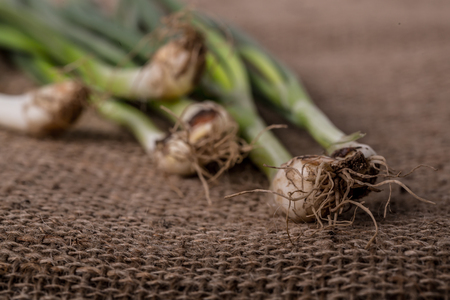 Green onionの写真素材