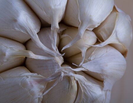 Garlicの写真素材