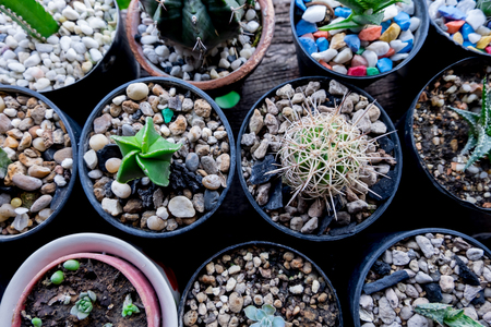 Cactus in Pots / Pot Cactus / Cactusの写真素材