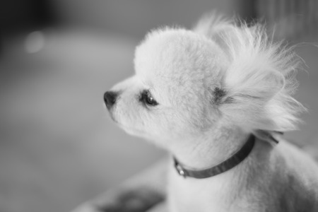 puppy dogの写真素材