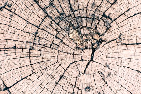 Wood texture of cut tree
