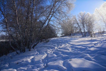 Snow tree