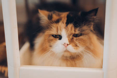 Cute persian cat stting sleep in frame on the floor.の写真素材