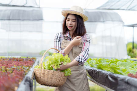 Beautiful young woman farmer collect hydroponic, organic vegetables in greenhouse owner small business entrepreneur, Healthy food nutrition product for health lovers, Happy people lifestyle farmingの写真素材