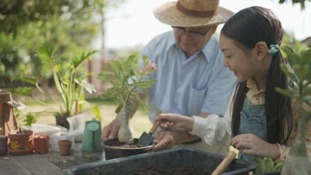 Asian grandpa with child girl planting young tree in the black soil and watering it together in the garden. Two happy family gardening together and taking care of nature. People and ecology concept.の写真素材