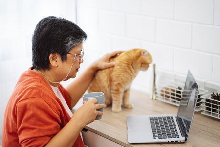 Happy asian senior mature woman working with laptop computer with cute cat.の写真素材