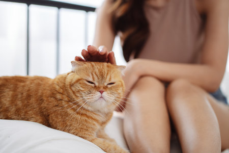 Happy Asian woman owner cute cat playful in a home. Friendship of pet and human people lifestyle.の写真素材
