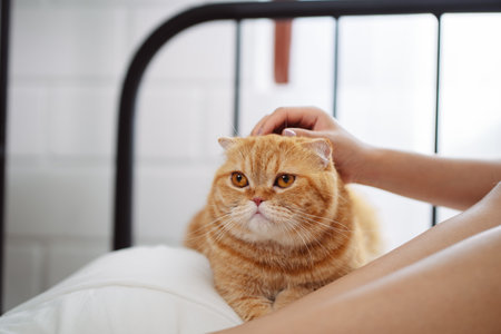 Happy Asian woman owner cute cat playful in a home. Friendship of pet and human people lifestyle.の写真素材