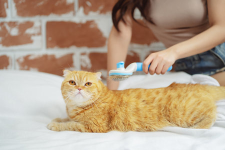 Hand combing cat hair, care with cute pet concept.の写真素材