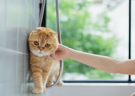 Happy Asian woman owner cute cat playful in a home. Friendship of pet and human people lifestyle.の写真素材