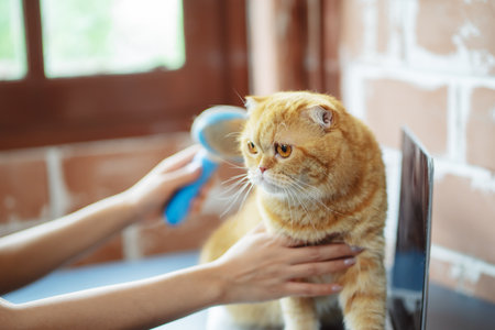 Hand combing cat hair, care with cute pet concept.の写真素材