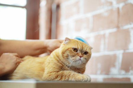 Hand combing cat hair, care with cute pet concept.の写真素材