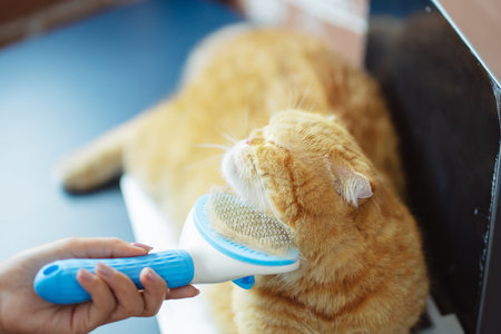 Hand combing cat hair, care with cute pet concept.の写真素材