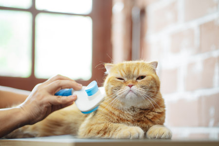 Hand combing cat hair, care with cute pet concept.の写真素材