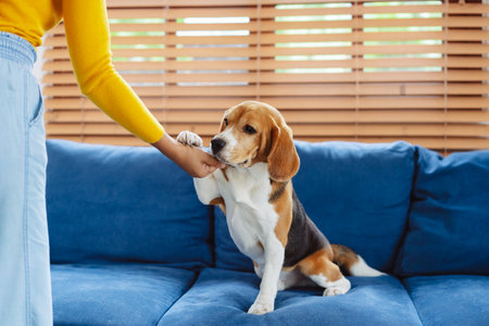 Happy asian woman enjoying her dog pet in the home, Friendship pet and human lifestyle concept.の写真素材