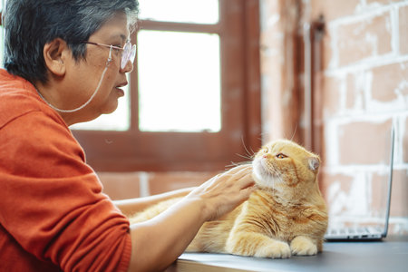 Happy asian senior mature woman playing with cute cat.の写真素材