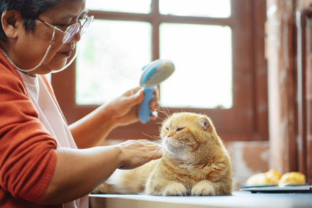Happy asian senior mature woman playing with cute cat.の写真素材