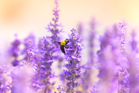 bubble bee on flowers in gardenの写真素材