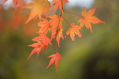 Autumn Leaves in Japanの写真素材