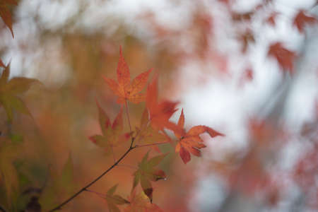 Autumn Leaves in Japan