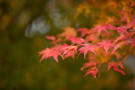 Autumn Leaves in Japan