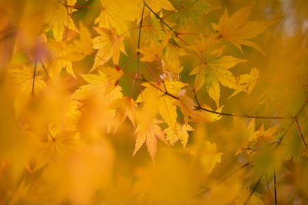 Autumn Leaves in Japan