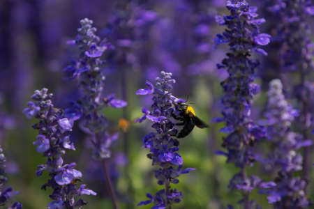 purple flowers in the gardenの写真素材