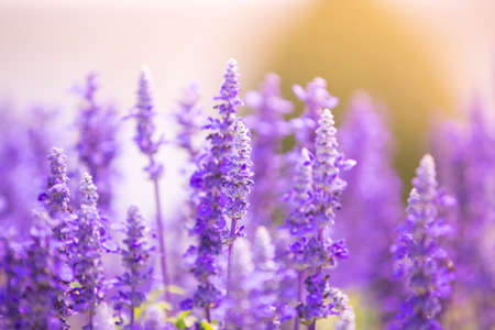 purple flowers in the gardenの写真素材