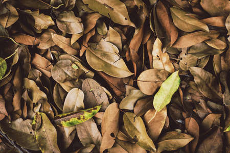 close up of dry leavesの写真素材