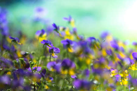purple flowers in garden