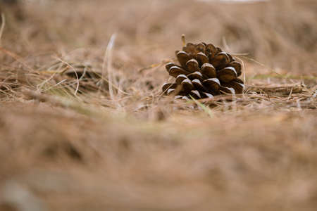 wild pine treesの写真素材