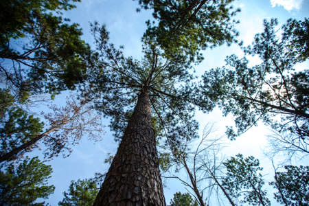wild pine trees