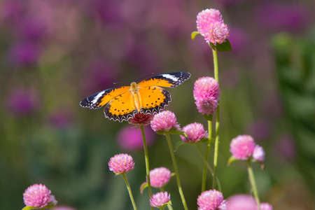 Burrefly on Pink flower in the gardenの写真素材