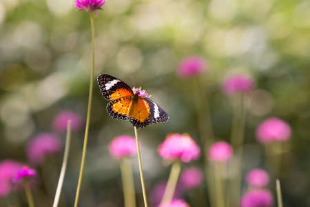 Burrefly on Pink flower in the gardenの写真素材