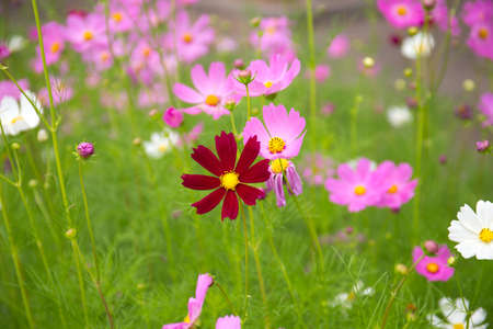 Cosmos flowers in the gardenの写真素材