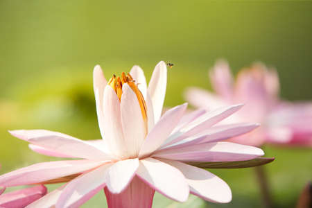 water lily in pondの写真素材