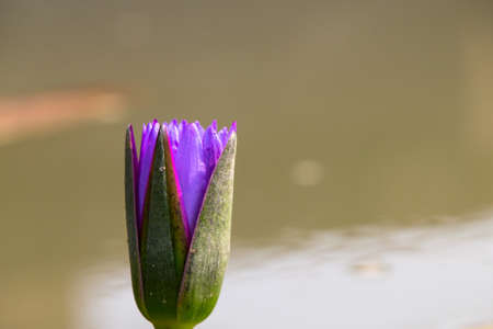 water lily in pondの写真素材