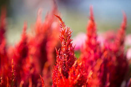 red flowers in gardenの写真素材